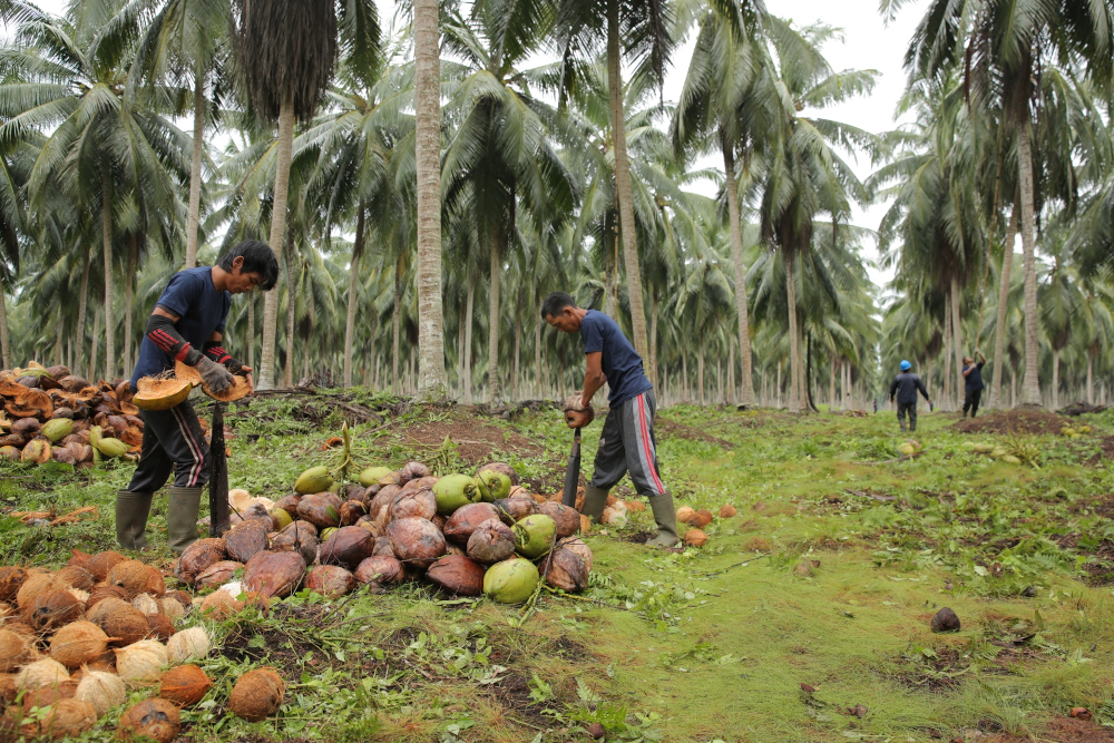 foto kelapa petani 2