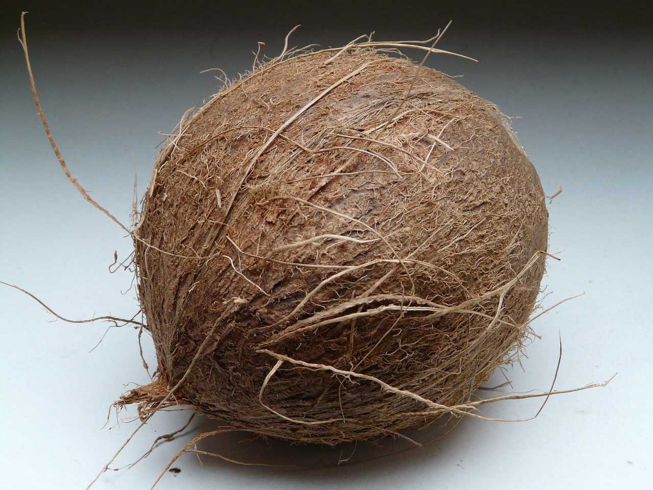 coconut, coconuts, exotic, cute, palm tree, southern, mediterranean, food, stone fruit, yummy, meal, coconut fiber, coconut shell, stone bowl, coconut, coconut, coconut, coconut, coconut