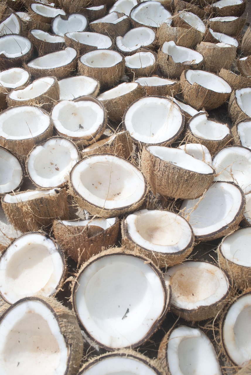 coconut, organic coconut, organic coconut oil, harvest, organic, healthy, coconut, coconut, coconut, coconut, coconut