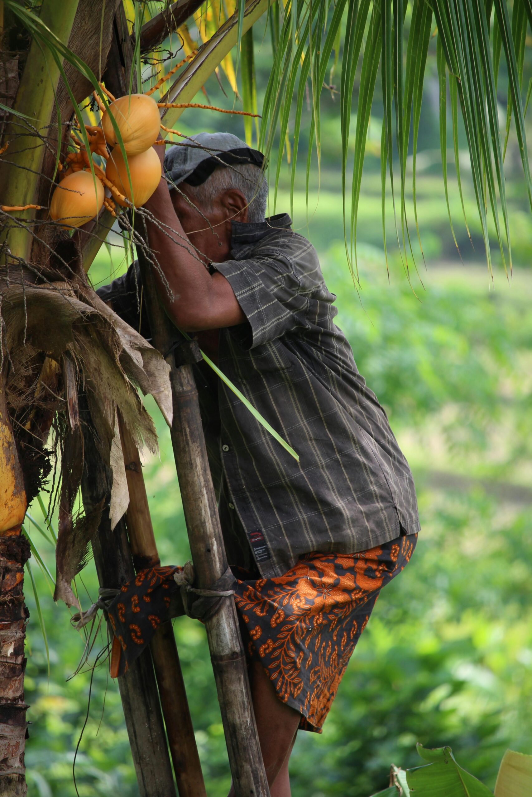 A farmer climbs a coconut tree in Bali, Indonesia, using a traditional ladder to harvest ripe coconuts.
