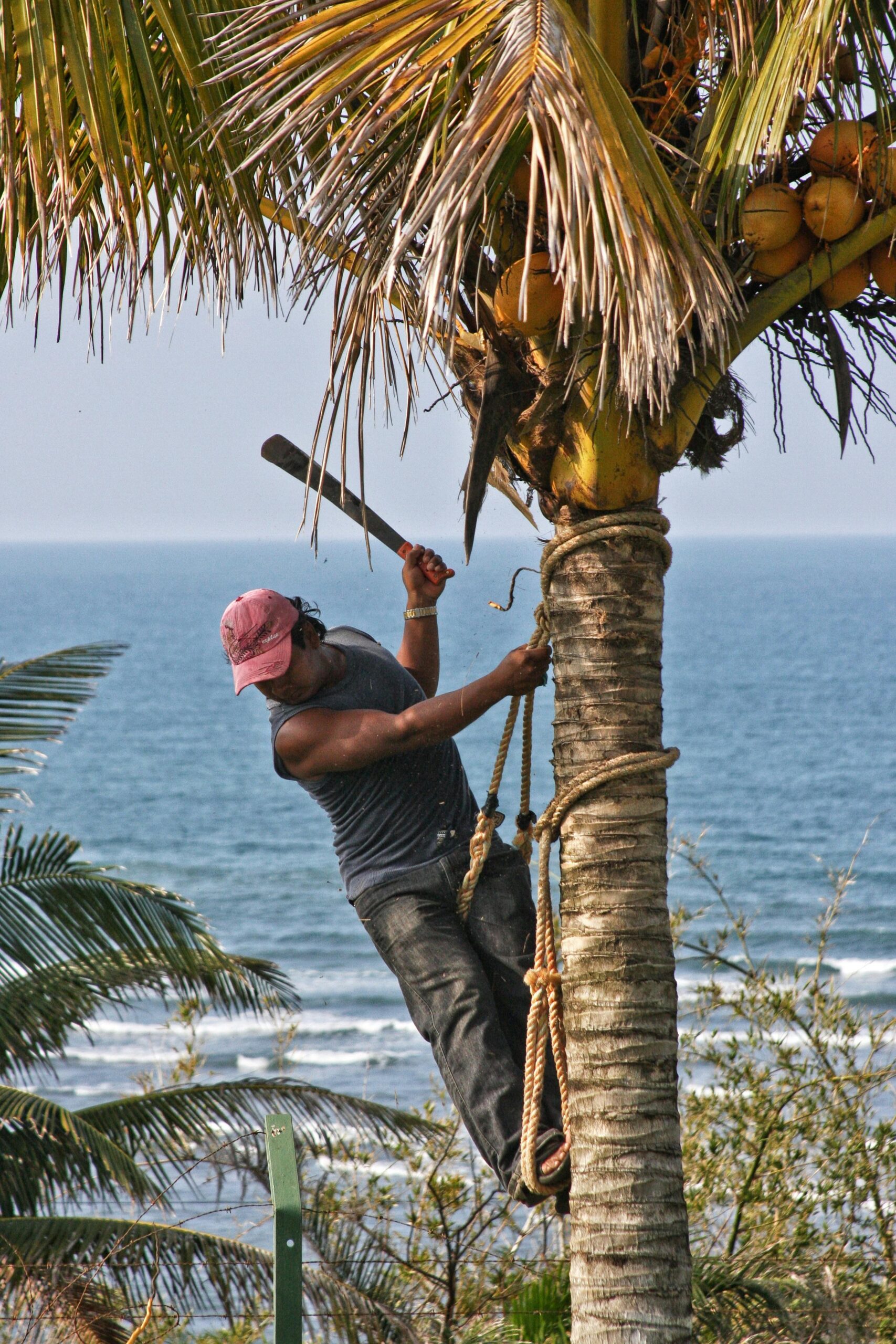 A man harvesting coconuts from a tree near the ocean in Mexico.