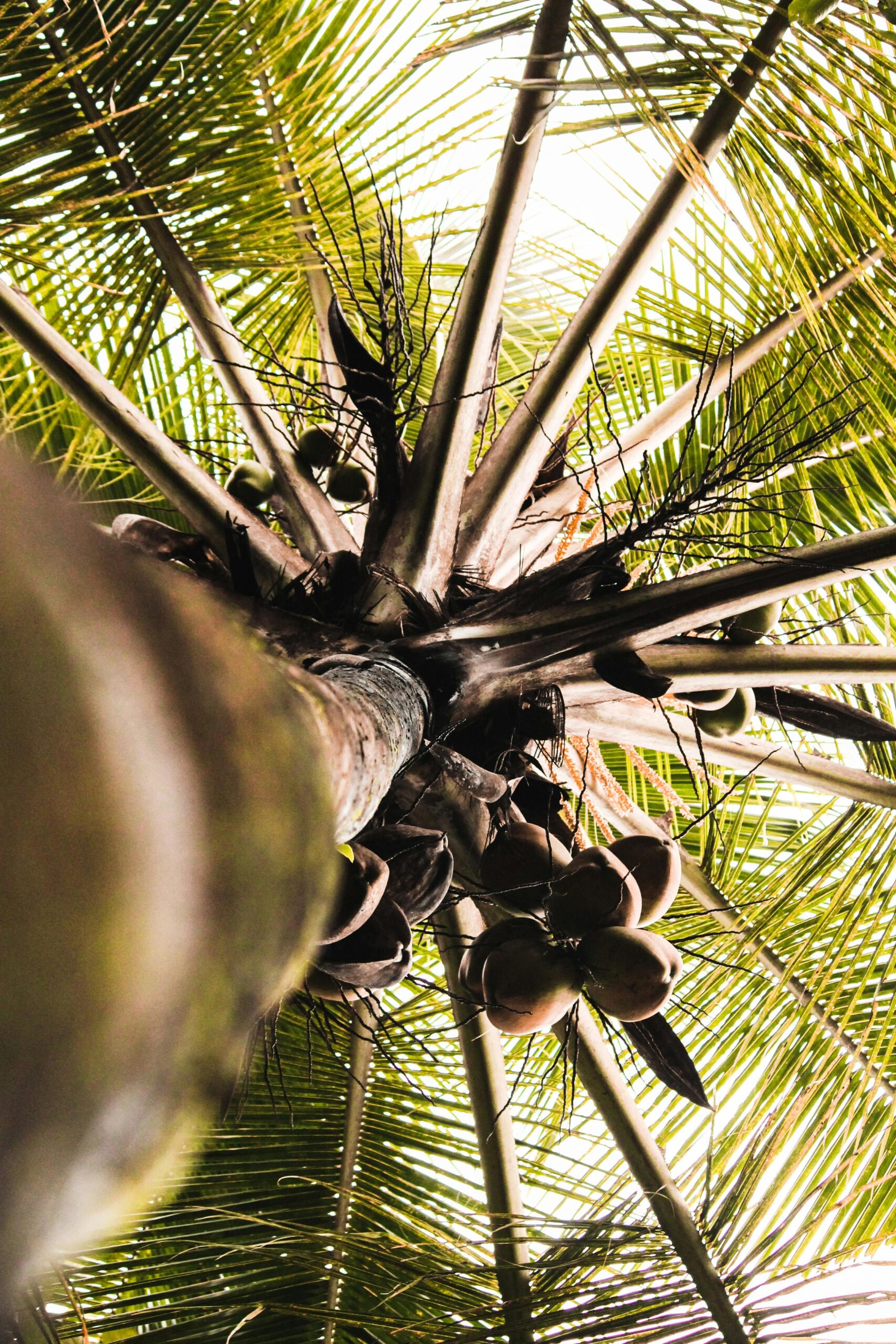 Low angle shot of a coconut tree with lush palm leaves and coconuts.