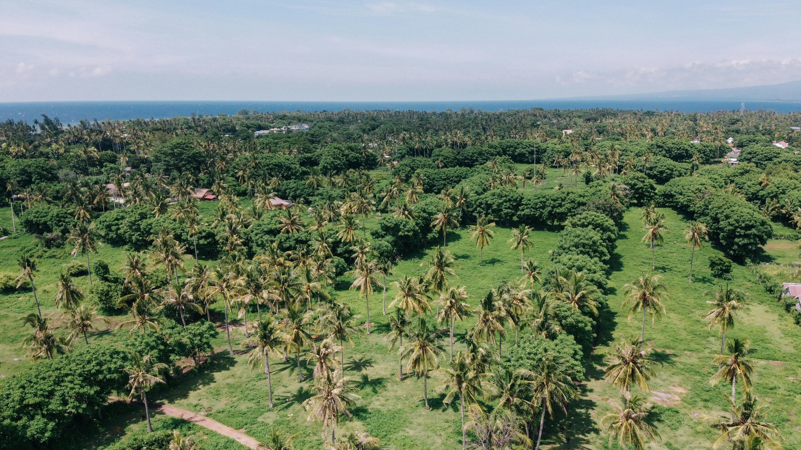 Expansive aerial view of a lush tropical coconut plantation by the sea under clear skies.