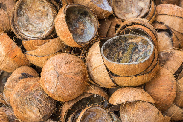 Batok kelapa minahasa tenggara indonesia